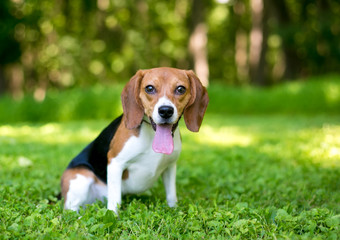 A happy tricolor Beagle puppy panting outdoors