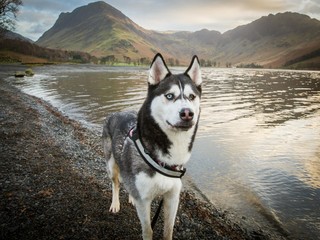 A beautiful husky in the Lake District.  © Jack Mac