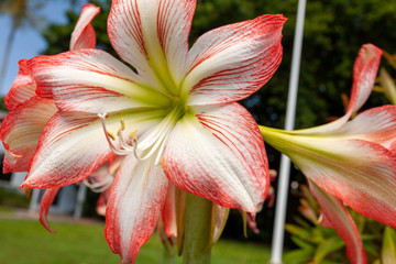 Close-up view a big flower