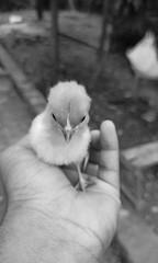 sweet baby chicken standing on a people hand