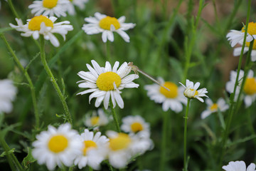 Obraz na płótnie Canvas Chamomile,Flowers, Flower, nature, yellow, white, background