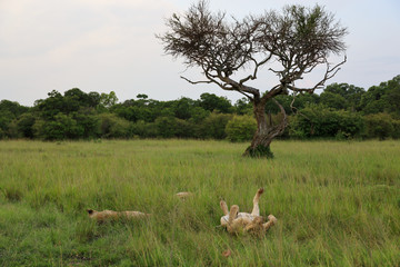 Lions Relaxing Beneath Tree in Kenya, Africa