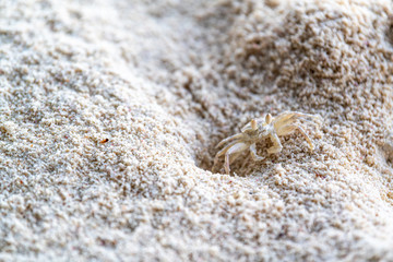 white crab on white sand