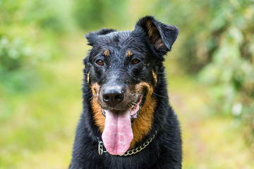 Chienne de race berger de Beauce