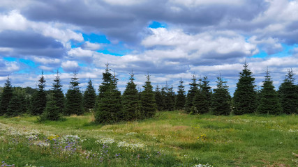 Trees growing at Christmas Tree Farm