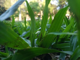 green grass in the garden