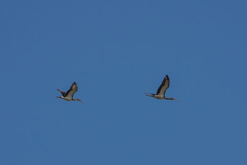 A pair of Ibis flying