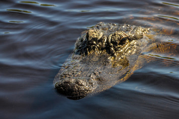 alligator in the everglades