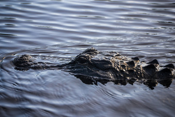 alligator in the water