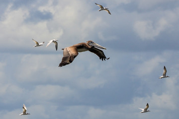 Brown Pelican and Royal terns flying