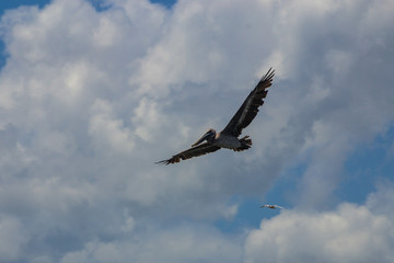 Brown Pelican in flight