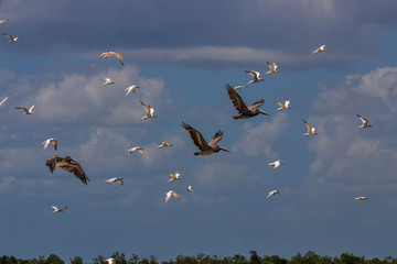 Brown Pelicans and Royal Terns Flying