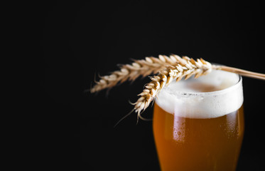 close up of a tall glass of beer and ears of wheat