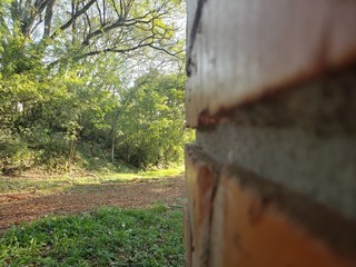 tree in the park