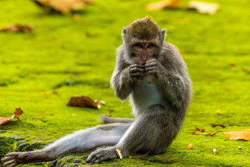 Fototapeta premium Young long-tailed monkey having a meal in the monkey forest near Ubud, Bali, Asia