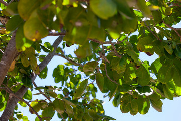 Fototapeta na wymiar Close-up view of tree leaves