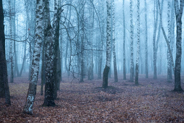 Obraz premium Blue fog in the gloomy forest. And no people, the park was empty.
