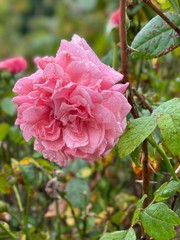 Pink Rosa