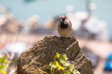 Male House Sparrow (latin name Passer domesticus) with a bug in it's beak