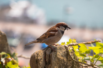 Male House Sparrow (latin name Passer domesticus) with a bug in it's beak