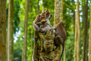 Young long-tailed monkeys having a meal atop a statue in the monkey forest near Ubud, Bali, Asia