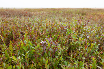 野生の植物が広がる野原