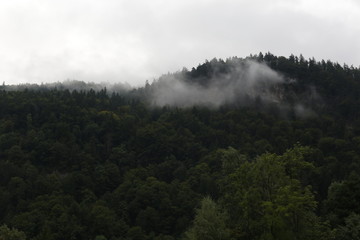 Heavy mist on an Austrian forest. 