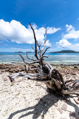 bough of a withered tree on the Seychelles coast