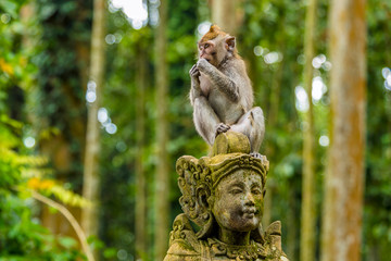 A young long-tailed monkey sits atop a statue in the monkey forest near Ubud, Bali, Asia