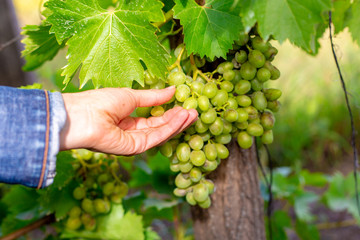 Farmer's hand hold grapes. Winegrower.
