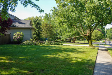 Large green leafed tree with a cracked broken limb resting on the ground in front of a house