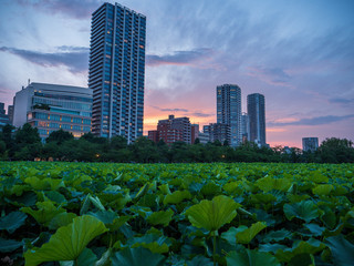 Fototapeta premium Ueno skyline at sunset with lotus leaf