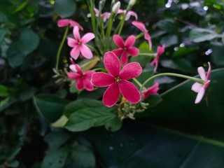 Close up of Chinese honey Suckle, Rangoon Creeper, combretum indicum flower.