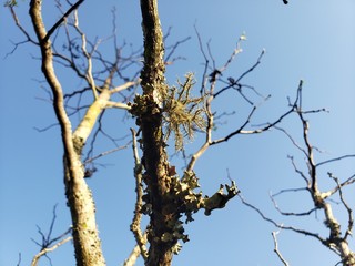 tree parasite