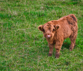 Junges Galloway Rind