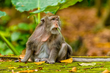 Naklejka na ściany i meble An adult long-tailed monkey alert in the monkey forest near Ubud, Bali, Asia