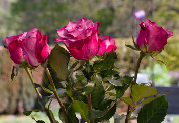 Blumenstrauss mit tote Rosen