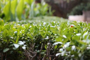 green grass in the garden