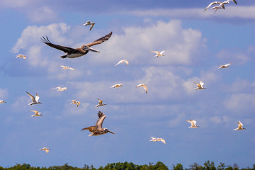 Brown Pelicans and Royal Terns
