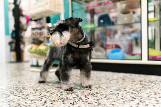 Close-up of schnauzer standing on tiled floor in pet shop