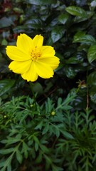 yellow flower in the garden