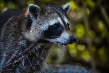 raccoon in the woods
