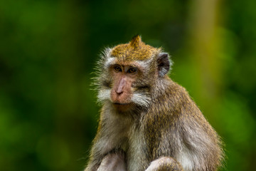 A close up of a young long-tailed monkey in the monkey forest near Ubud, Bali, Asia