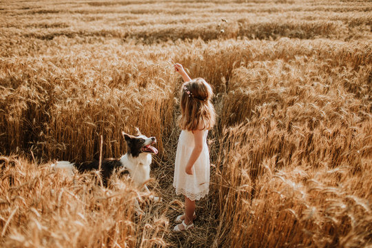 Girl playing in wheat field with border collie dog