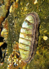 Chiton (Chiton granosus) in the bay of Tortugas beach, Peru