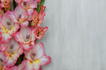 Pink gladiolus flowers close-up on a white wooden background with an empty space for text, copy space, flat lay, greeting card concepts and design elements