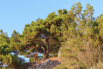 Obraz na płótnie Canvas pine tree in the mountains