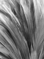 Beautiful abstract gray and white feathers on white background, soft brown feather texture on white pattern background, yellow feather background