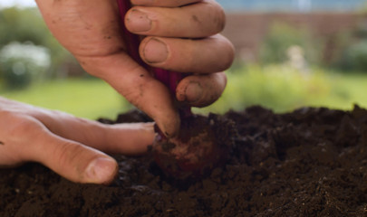 Farmer's hands pulling out beets