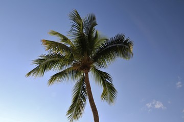 Fototapeta na wymiar Tropical palm tree on a blue sky 